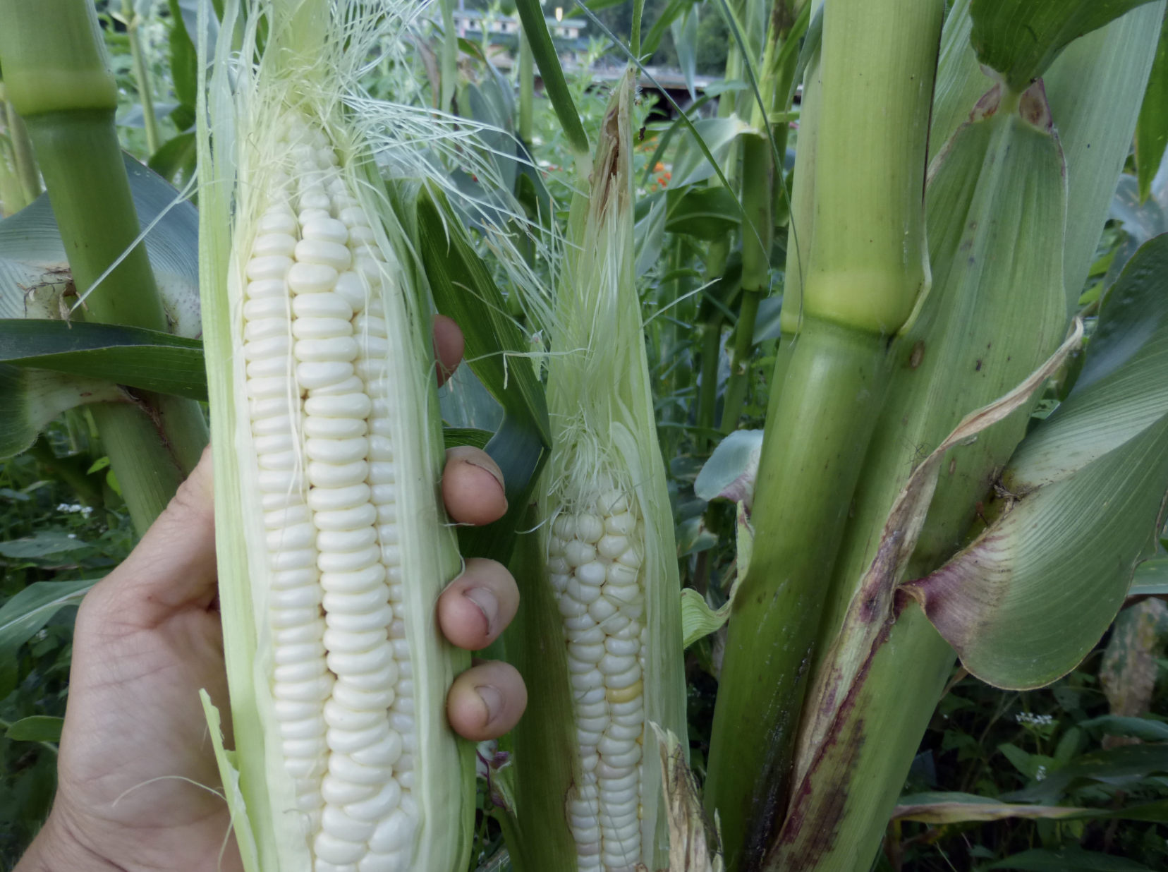 Bodacious RM - sugary enhanced hybrid Sweet Corn